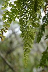 Adiantum concinnum
