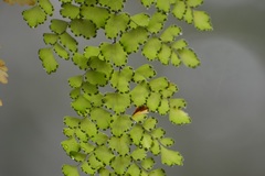 Adiantum concinnum