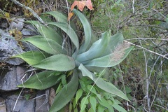 Agave kewensis