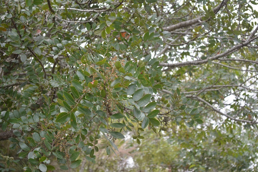 Rhus schiedeana