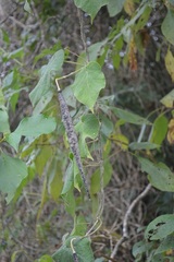 Matelea velutinoides
