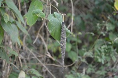 Matelea velutinoides