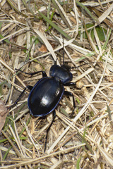 Carabus finitimus