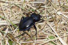 Carabus finitimus