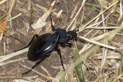 Carabus finitimus