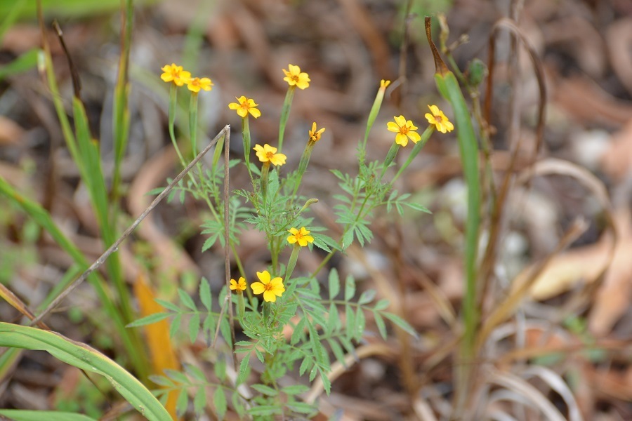 Vạn thọ lá nhỏ – Tagetes tenuifolia