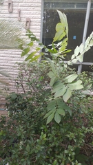 Carya illinoinensis