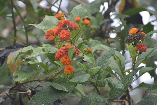 Verbesina crocata