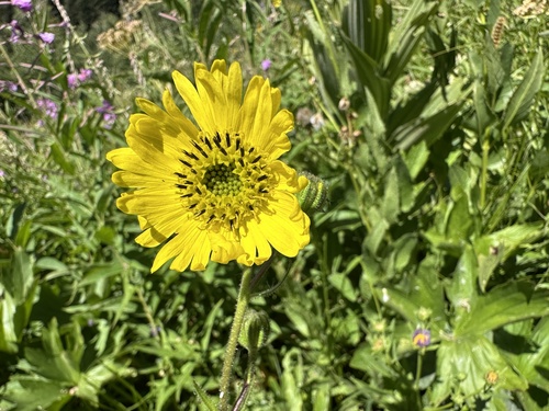Bolander's madia (Kyhosia bolanderi)