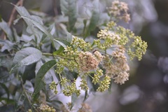 Critonia hospitalis