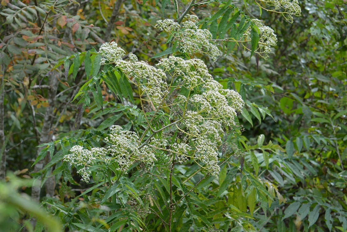Verbesina gigantea