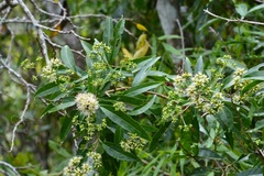 Critonia hospitalis