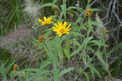 Tithonia longiradiata