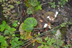 Begonia plebeja