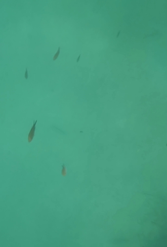 Chromis chromis