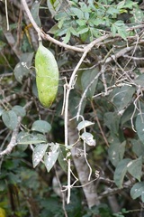 Anemopaegma puberulum