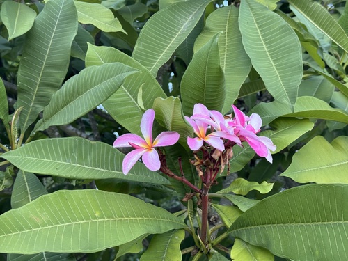 Plumeria rubra