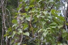 Fridericia chica