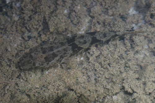 Freshwater sleeper (Odontobutis potamophila) — Odontobutidae