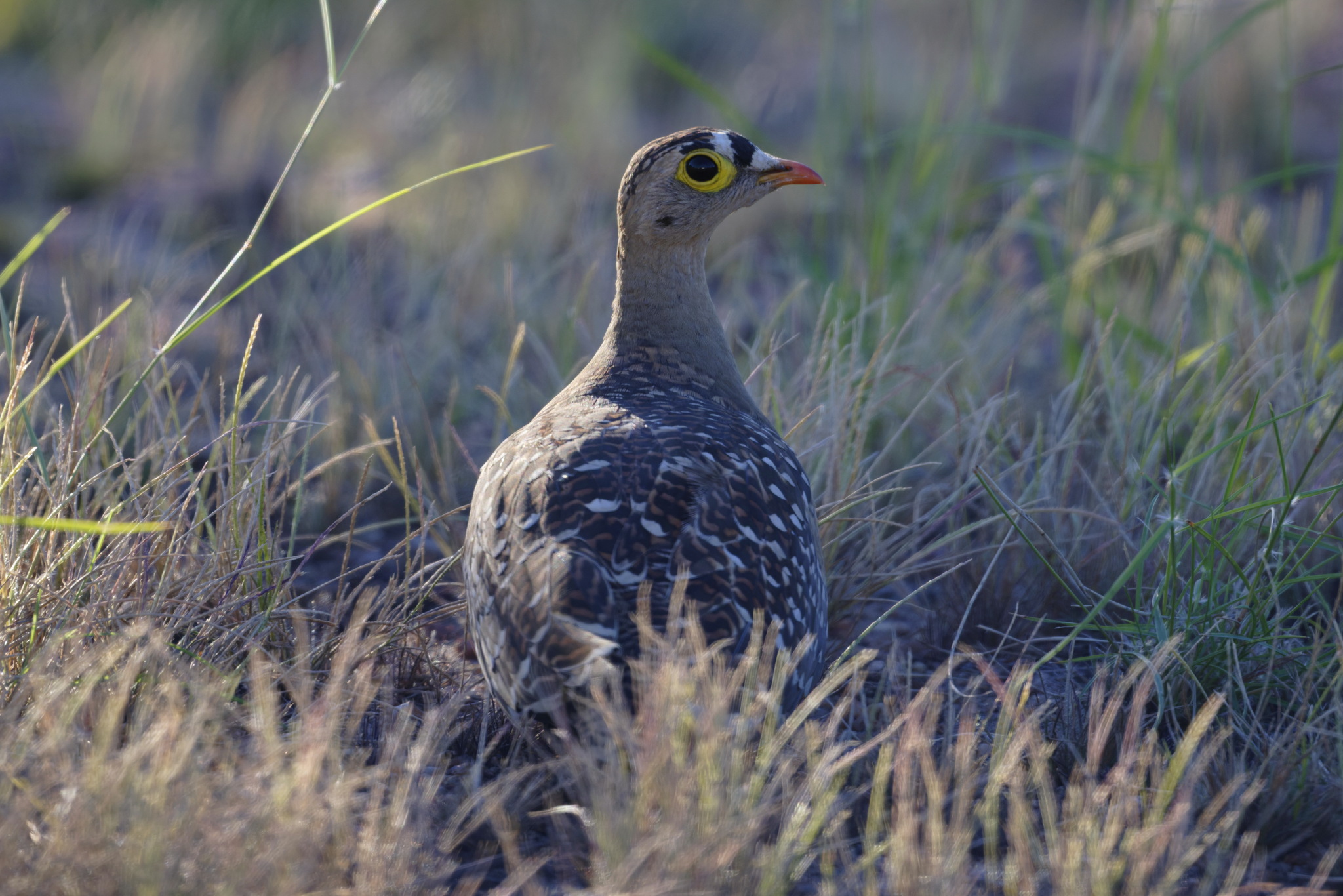 Double-banded Sandgrouse (Pterocles bicinctus), photo 4