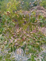Sarcolaenaceae