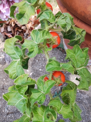 Solanum capsicoides observed 2025-08-20
