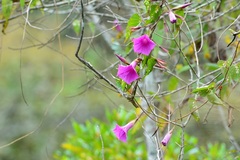 Ipomoea bernoulliana