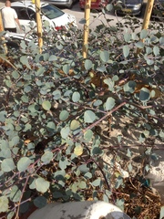 Capparis zoharyi
