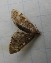 Anania tertialis