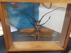 Enoplocerus