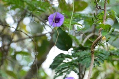 Ipomoea lindenii
