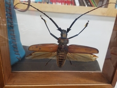 Enoplocerus