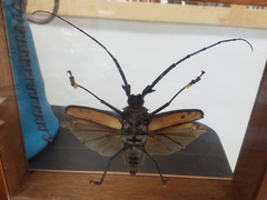 Enoplocerus