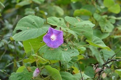 Ipomoea villifera