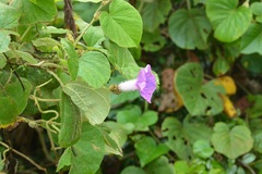Ipomoea villifera