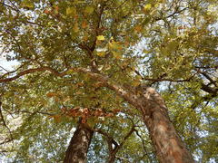 Crataegus viridis glabriuscula