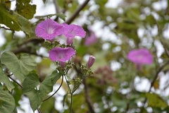 Ipomoea leucotricha
