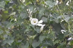 Ipomoea corymbosa