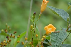 Ipomoea aurantiaca