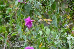 Ipomoea bernoulliana
