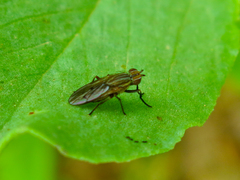 Pherbellia cinerella