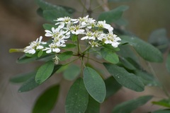 Euphorbia leucocephala