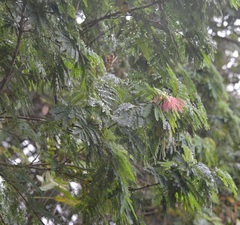 Calliandra houstoniana calothyrsus