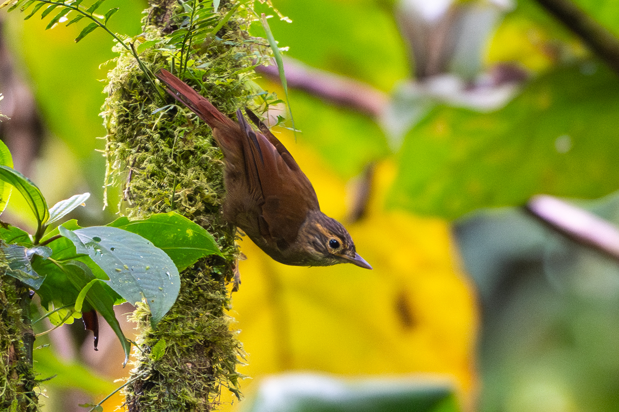Scaly-throated Foliage-gleaner (Anabacerthia variegaticeps), photo 2