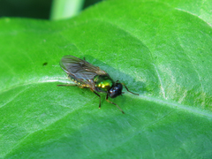 Chloromyia formosa