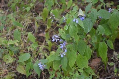 Salvia connivens