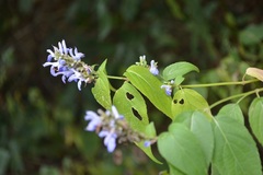 Salvia connivens