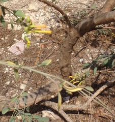 Nicotiana glauca