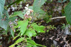 Salvia lasiantha