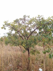 Leptolobium dasycarpum